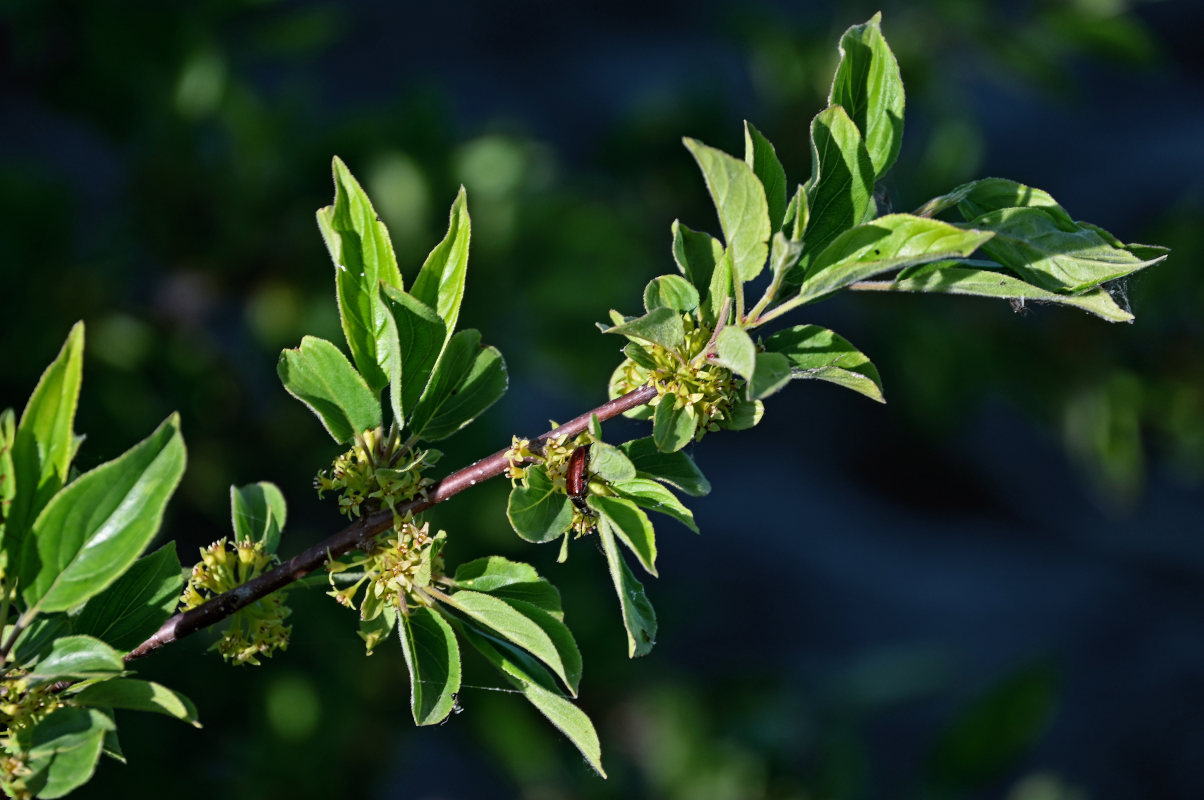 Изображение особи Rhamnus cathartica.