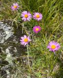 Erigeron venustus