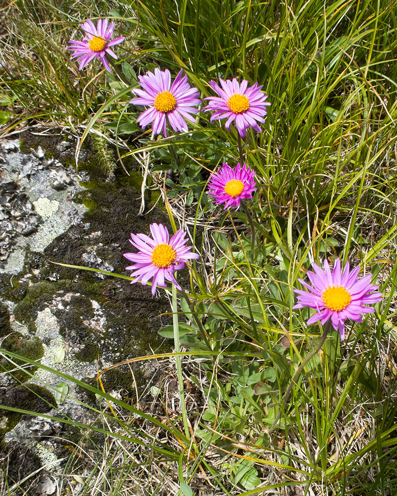 Изображение особи Erigeron venustus.