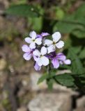 Hesperis matronalis. Цветки. Кабардино-Балкария, Эльбрусский р-н, долина р. Адылсу, высота 1850 м н.у.м., обочина дороги. 2 июля 2022 г.