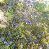 Viola tricolor. Цветущие растения. Карелия, г. Сортавала, мшанник. 15.06.2023.