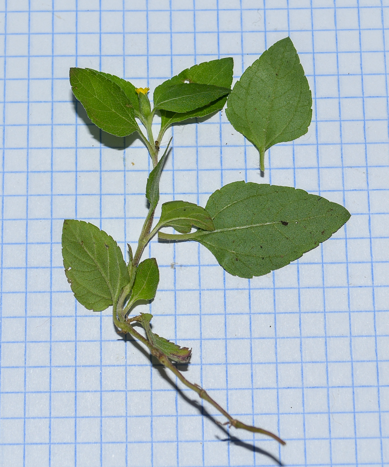 Изображение особи Calyptocarpus vialis.