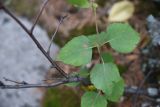 Betula pubescens