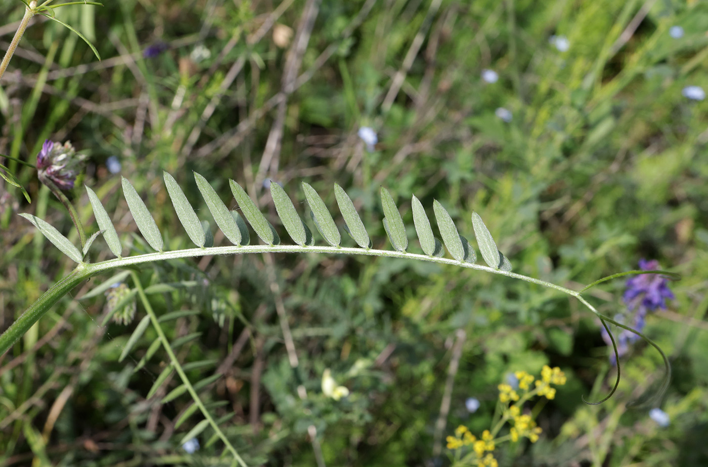 Image of Vicia grossheimii specimen.