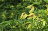 Clematis serratifolia. Цветки и листья. Луганская народная республика, г. Луганск, ж. д. 10.09.2023.