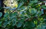 Actinidia chinensis variety deliciosa. Верхушки ветвей с развивающимися плодами. Грузия, Аджария, Батумский ботанический сад, в культуре. 16.06.2023.