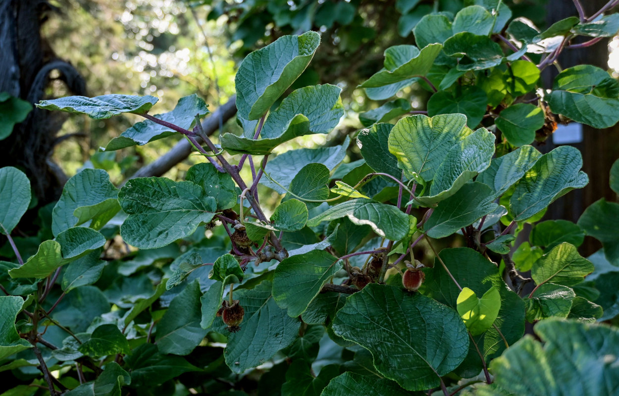 Image of Actinidia chinensis var. deliciosa specimen.