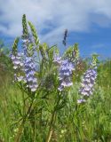 Veronica jacquinii