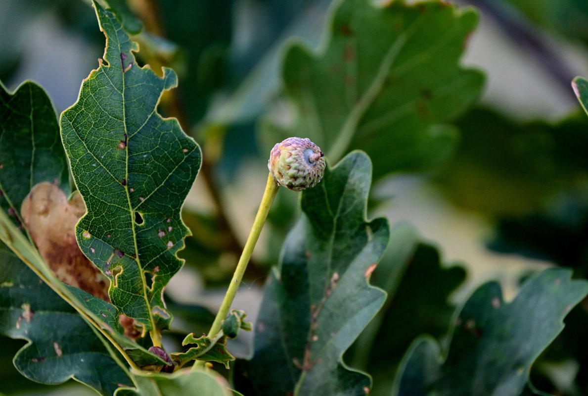 Image of Quercus robur specimen.