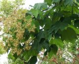 Firmiana simplex