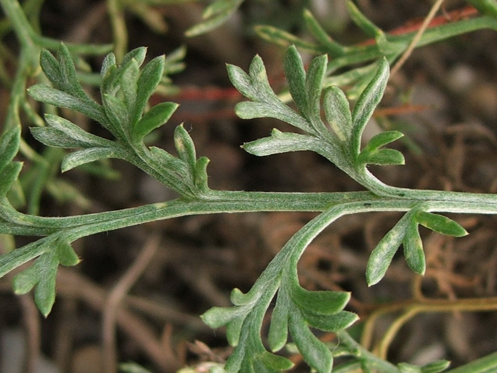 Изображение особи Artemisia arenaria.