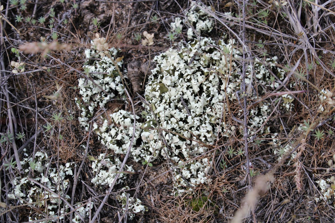 Изображение особи Cladonia foliacea.