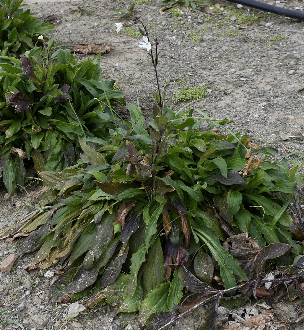 Изображение особи Melandrium latifolium.