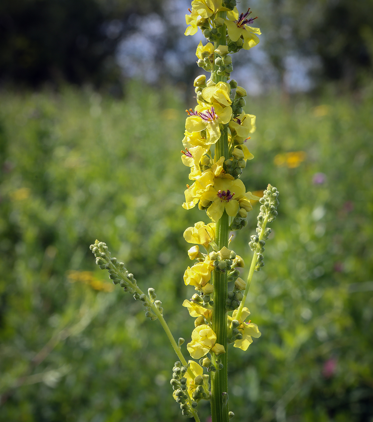 Изображение особи Verbascum nigrum.