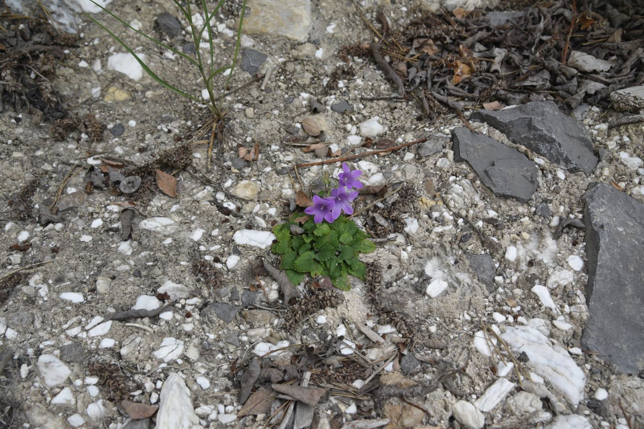 Image of Campanula andina specimen.