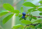 Lonicera edulis. Созревающие соплодия. Московская обл., Раменский р-н, окр. дер. Хрипань, садовый участок. 05.06.2023.