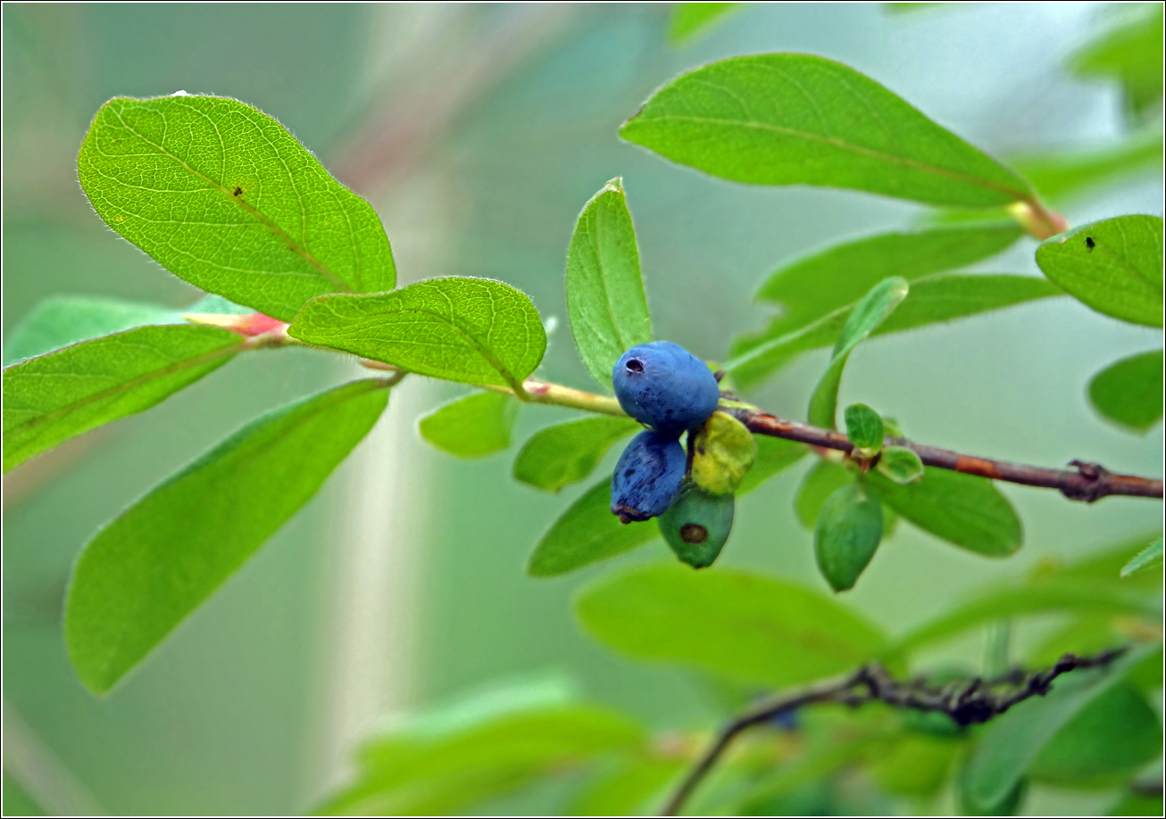 Image of Lonicera edulis specimen.