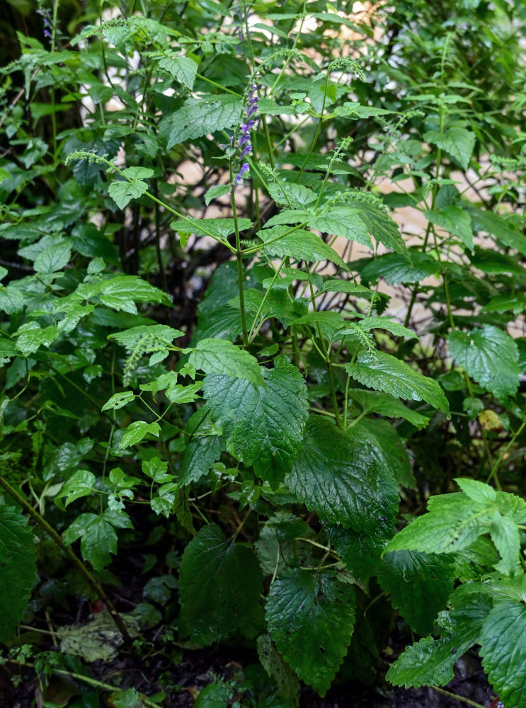 Image of Scutellaria altissima specimen.