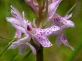 Dactylorhiza fuchsii. Цветки. Московская обл., Талдомский р-н, окр. пгт Запрудня, смешанный лес. 25.06.2023.