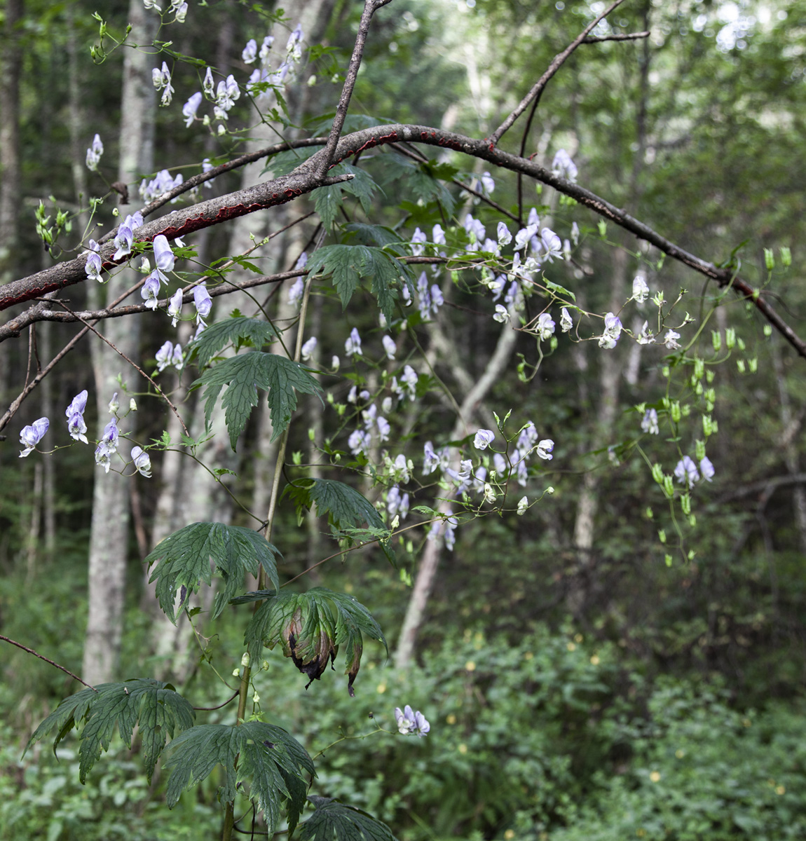 Image of Aconitum sczukinii specimen.