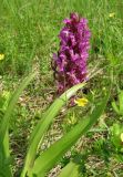 Dactylorhiza incarnata. Верхушка цветущего растения. Смоленская обл., Смоленский р-н, долина р. Клец. 12.06.2009.