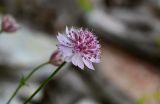 Astrantia trifida. Соцветие. Чечня, Веденский р-н, берег оз. Кезенойам, ≈ 1800 м н.у.м., каменистый участок берега. 25.07.2022.