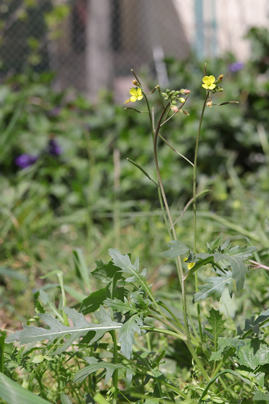 Изображение особи Diplotaxis muralis.