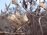 Aconitum sczukinii. Перезимовавшее соплодие с раскрывшимися плодами. Хабаровский край, окр. г. Комсомольск-на-Амуре, в зарослях рябинника (Sorbaria). 14.04.2024.