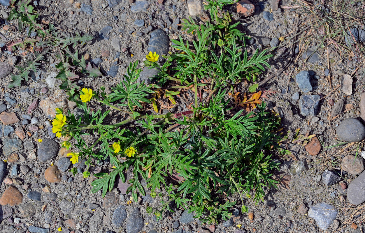 Image of Potentilla tergemina specimen.