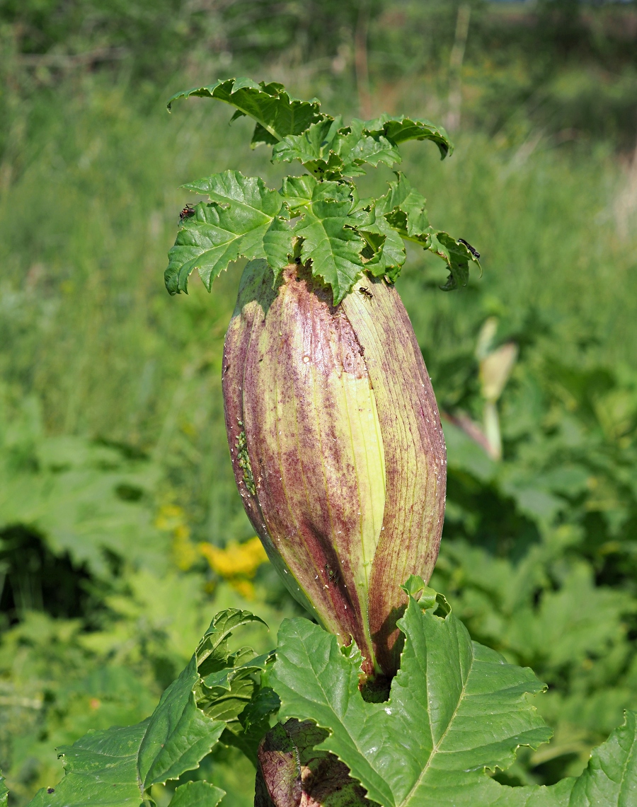 Image of Heracleum sosnowskyi specimen.