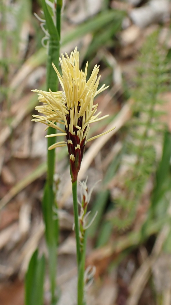 Изображение особи Carex pilosa.