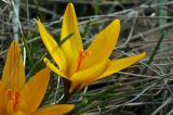 Crocus angustifolius. Цветок. Крым, Симферопольский р-н, окр. села Кизиловое, луг. 19.02.2024.