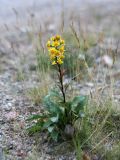 Solidago подвид lapponica