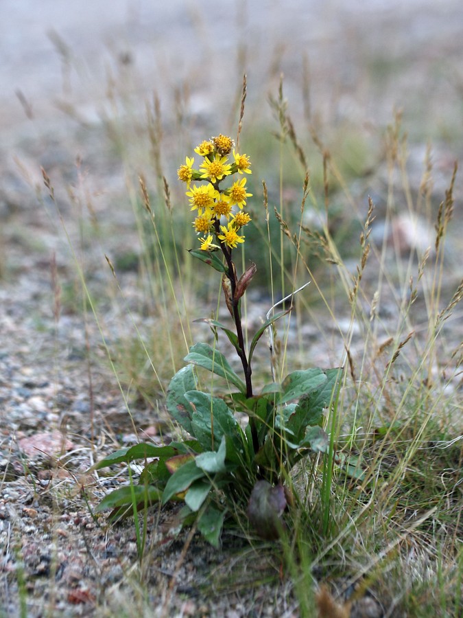 Image of Solidago virgaurea ssp. lapponica specimen.