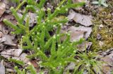 Lycopodium clavatum