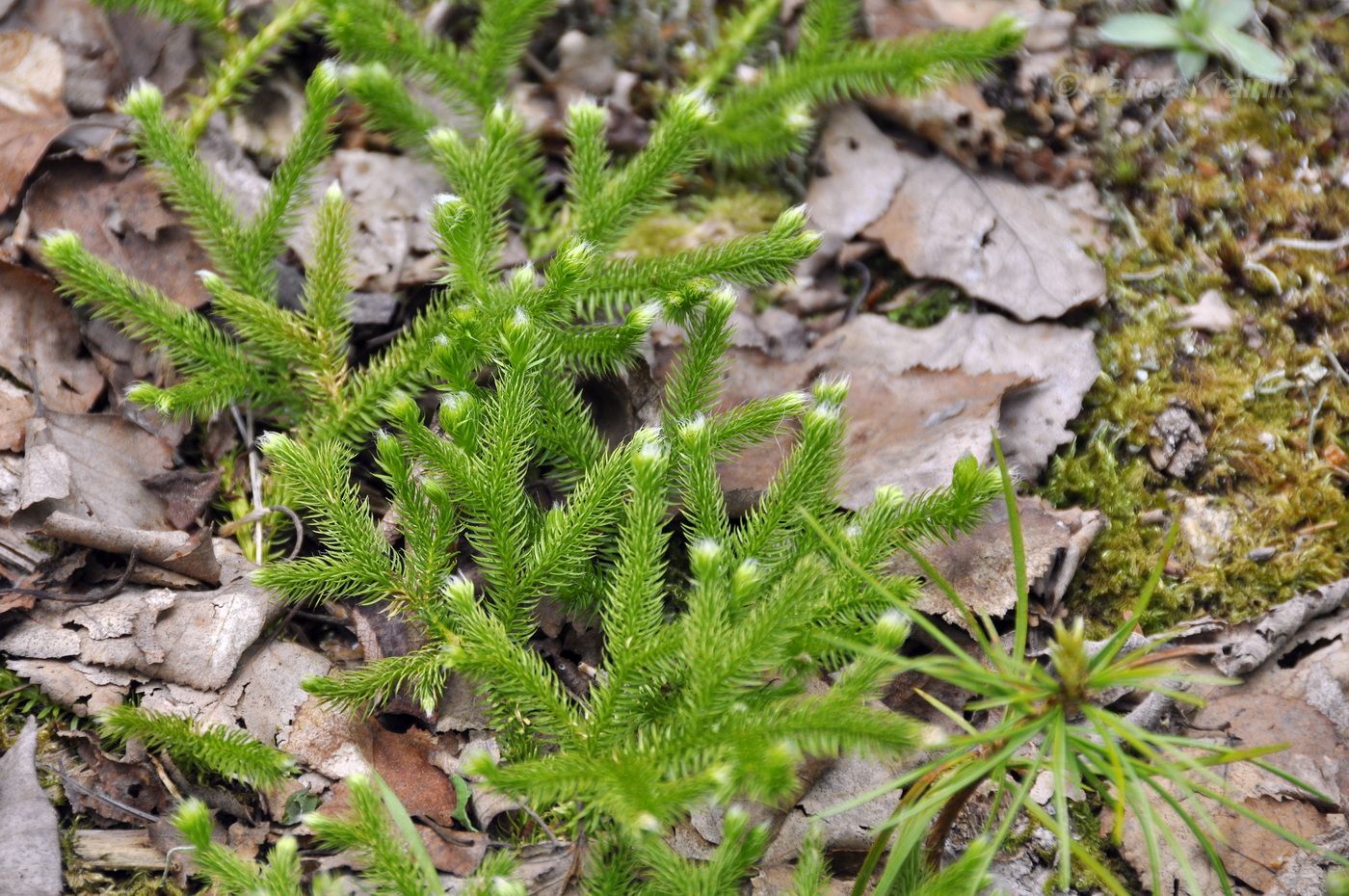 Image of Lycopodium clavatum specimen.