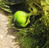 род Utricularia
