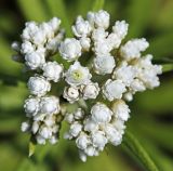 Image of taxon representative. Author is Вера Волкотруб