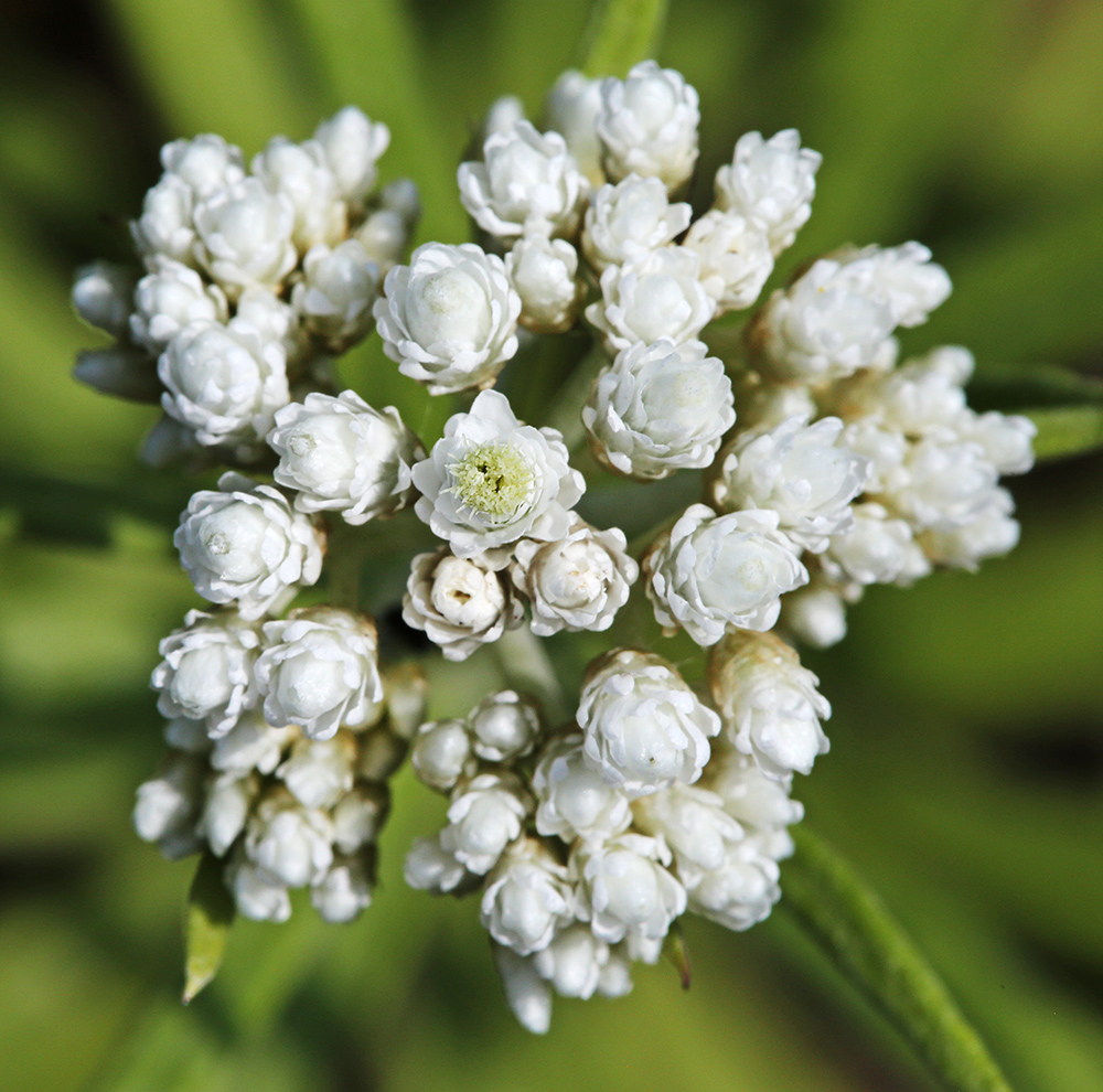 Image of Anaphalis pterocaulon specimen.
