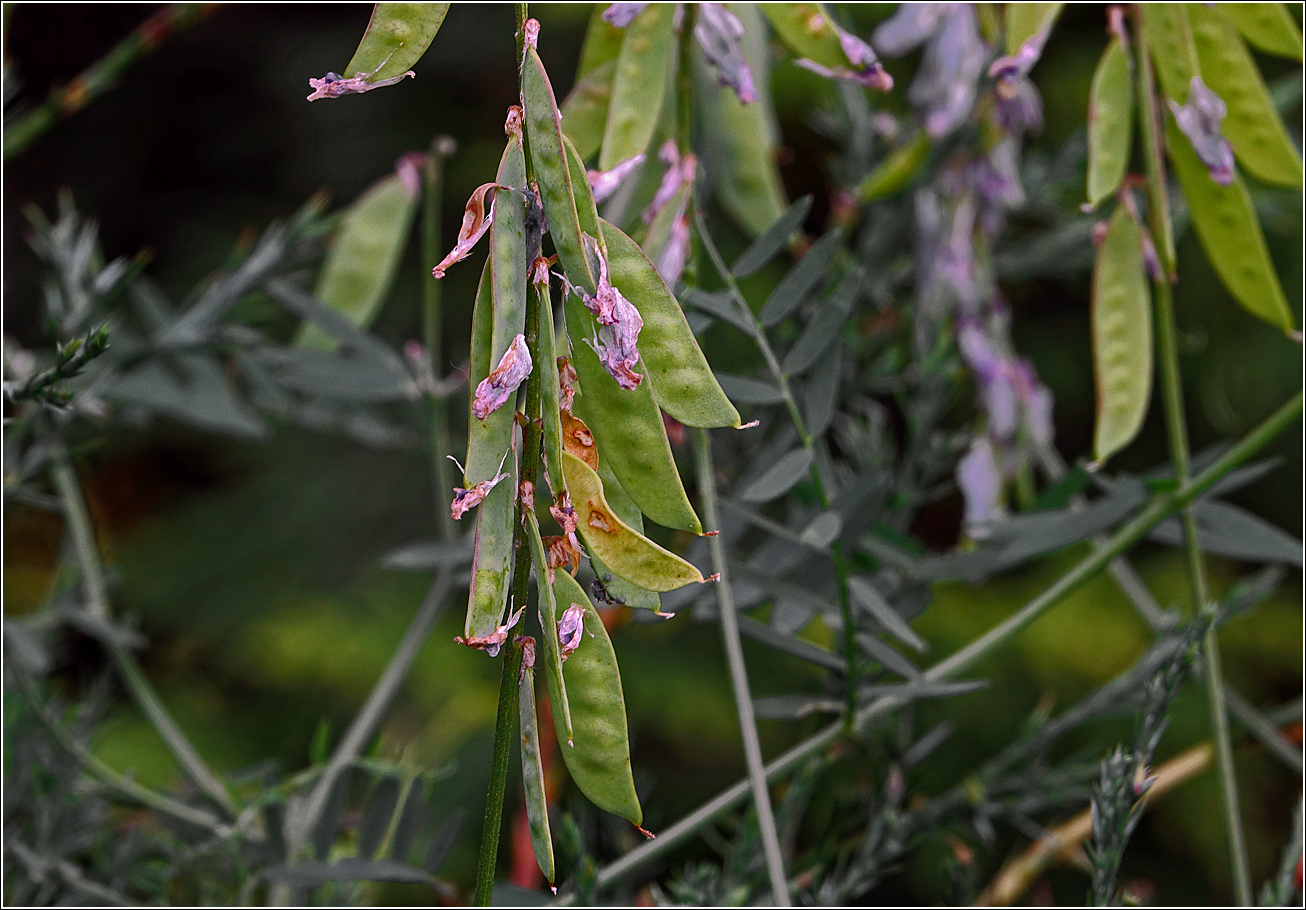 Image of Vicia cracca specimen.