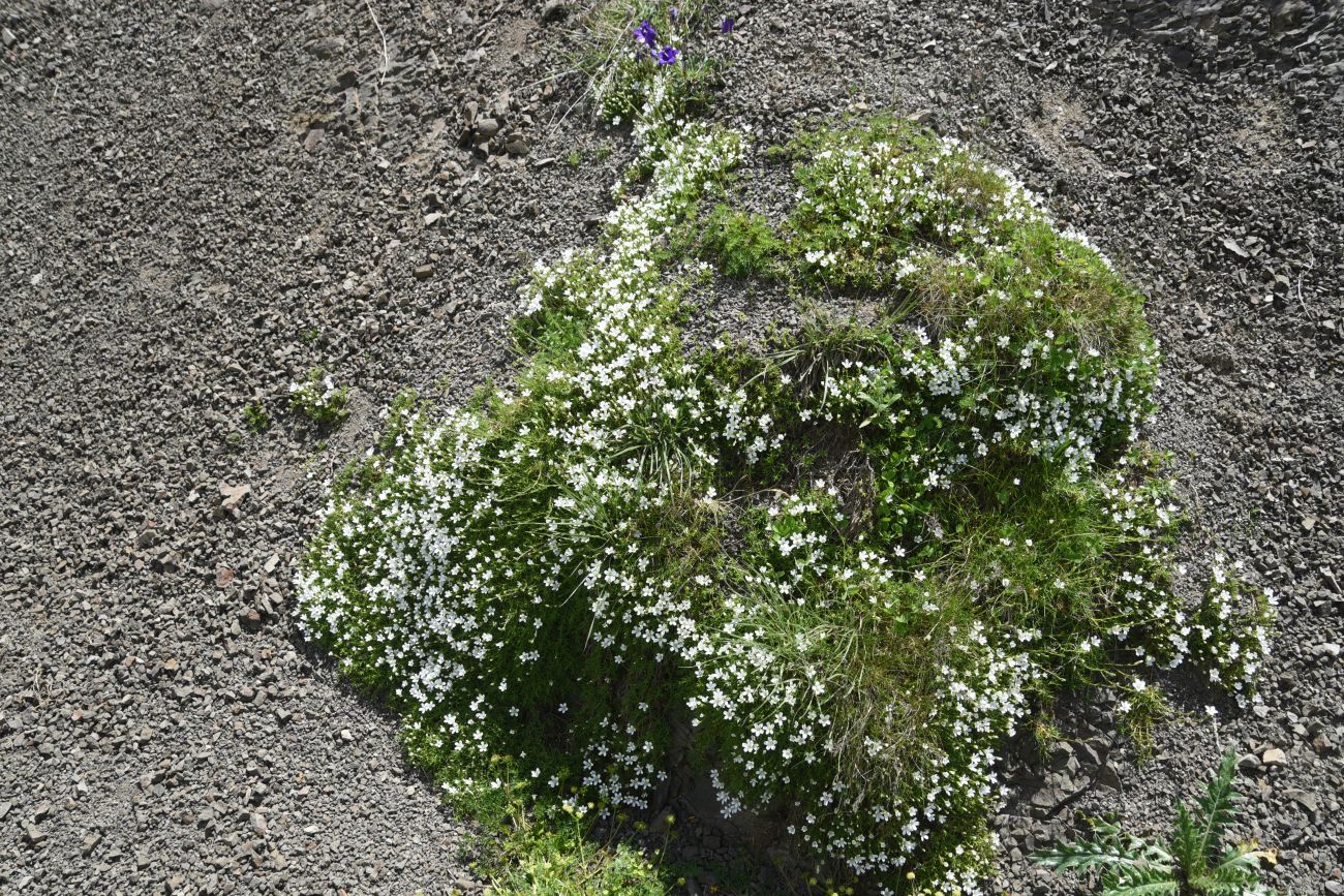Image of Minuartia imbricata specimen.