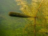 Myriophyllum verticillatum. Часть побега с турионом; на листьях — колонии цианобактерий (Gloeotrichia?). Ленинградская обл., Ломоносовский р-н, Низинское сельское поселение, Шинкарский пруд, на глубине 2 м. 14.09.2024.