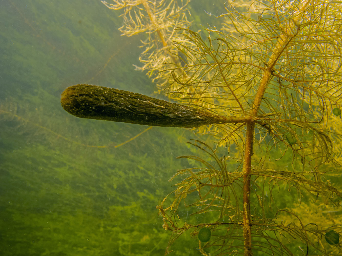 Image of Myriophyllum verticillatum specimen.