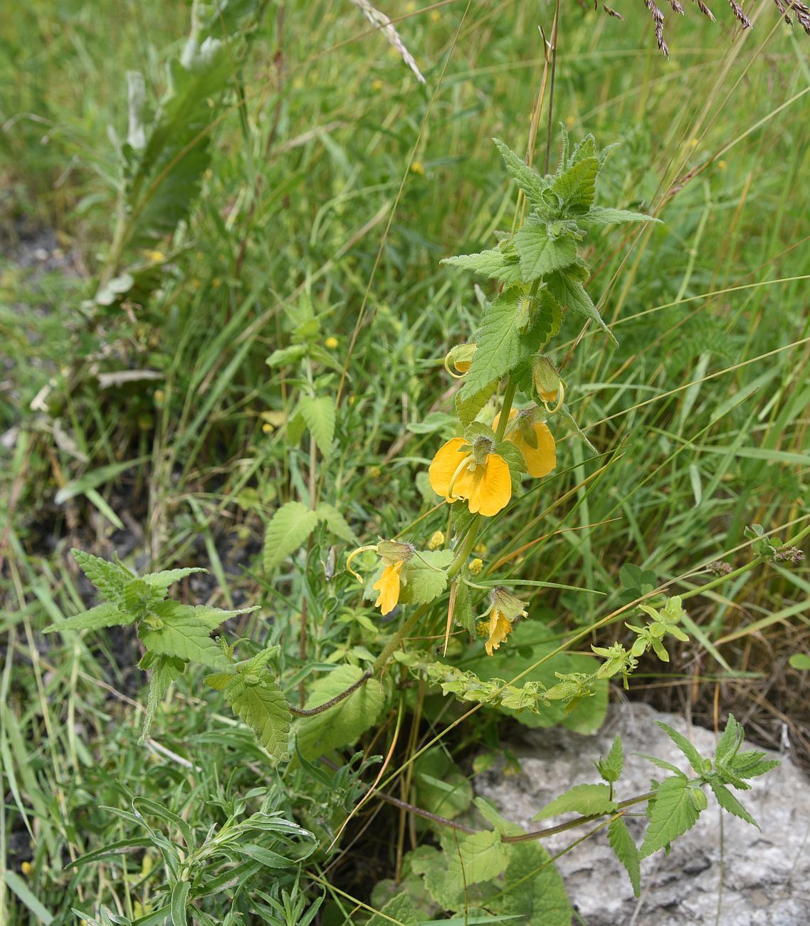 Image of Rhynchocorys orientalis specimen.