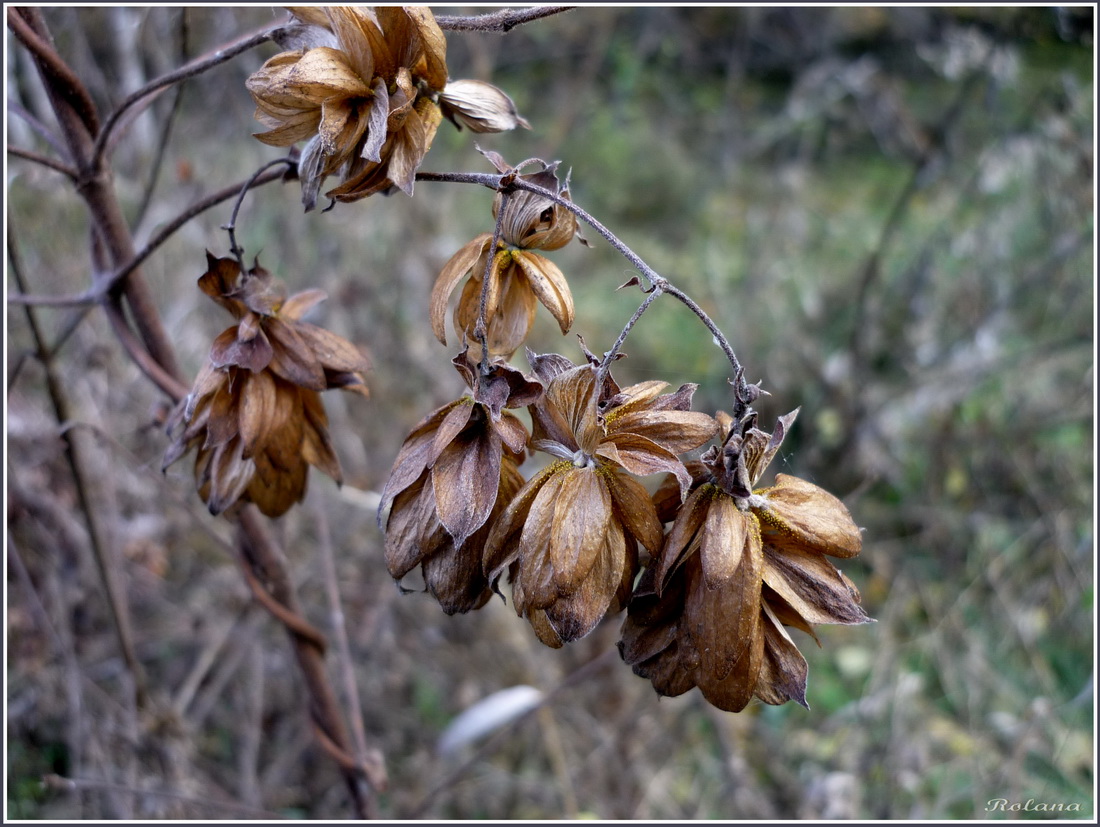 Изображение особи Humulus lupulus.