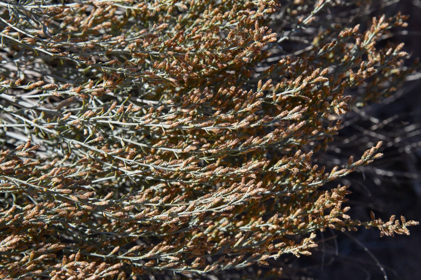 Изображение особи Artemisia juncea.