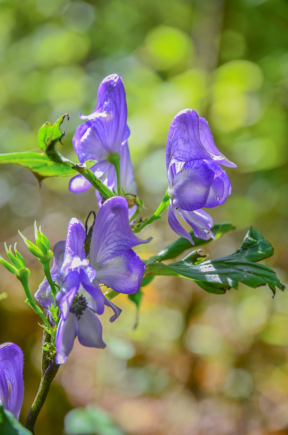 Image of Aconitum taigicola specimen.