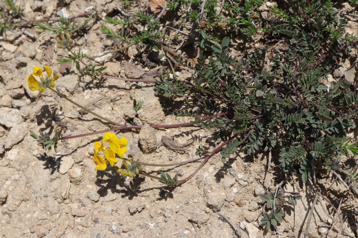 Изображение особи Hippocrepis comosa.