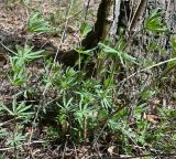 Galium intermedium. Вегетирующие растения. Тульская обл., Заокский р-н, Бутиково, опушка смешанного леса. 26.04.2025.