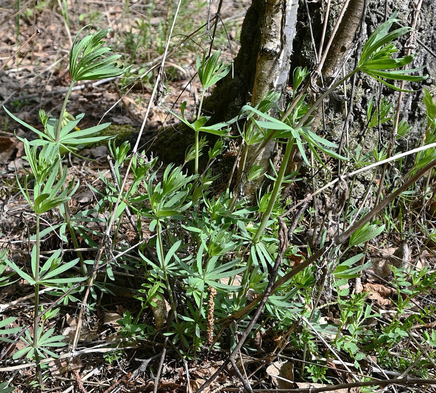 Изображение особи Galium intermedium.